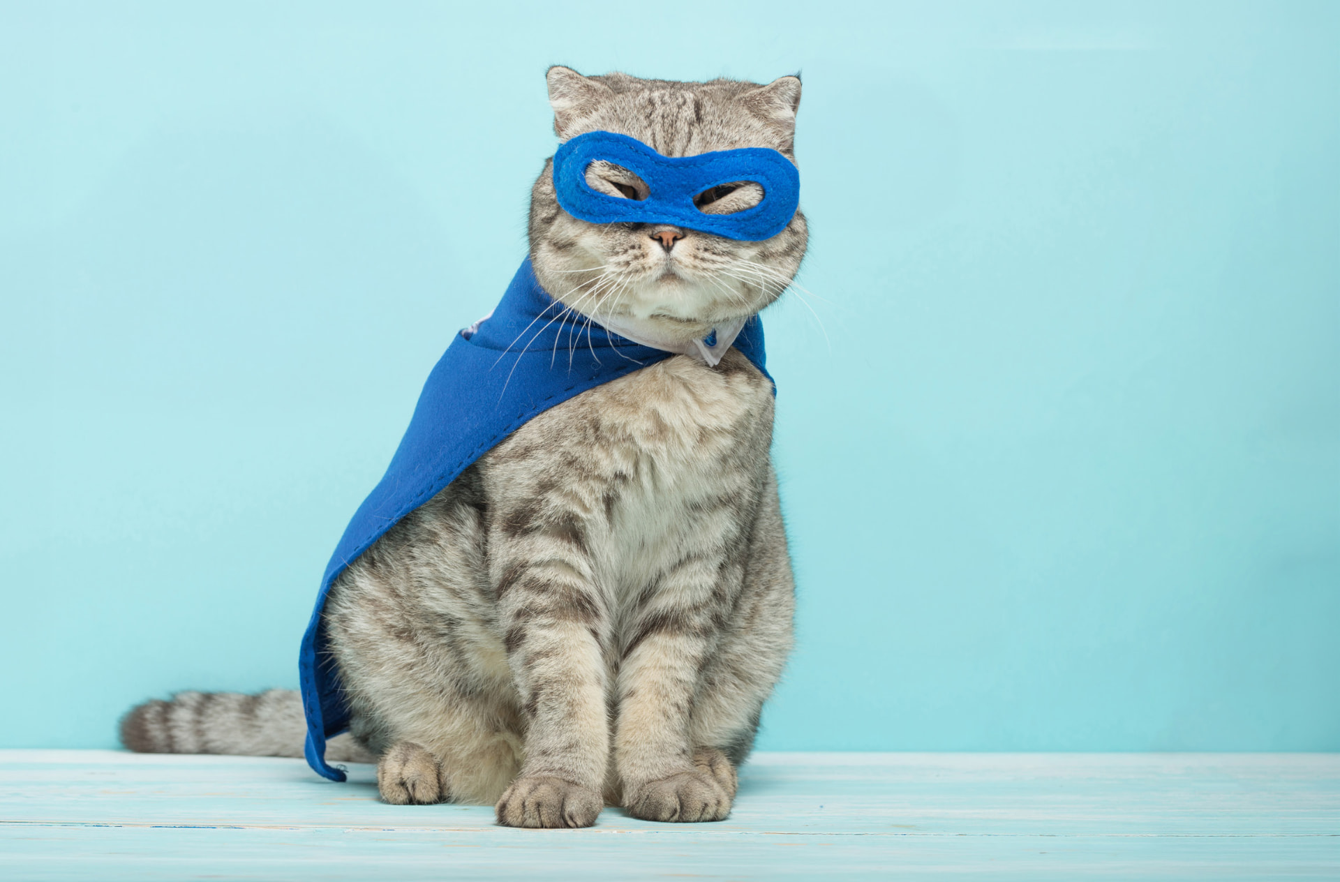 Kat med blåt superhelt-kappe og maske