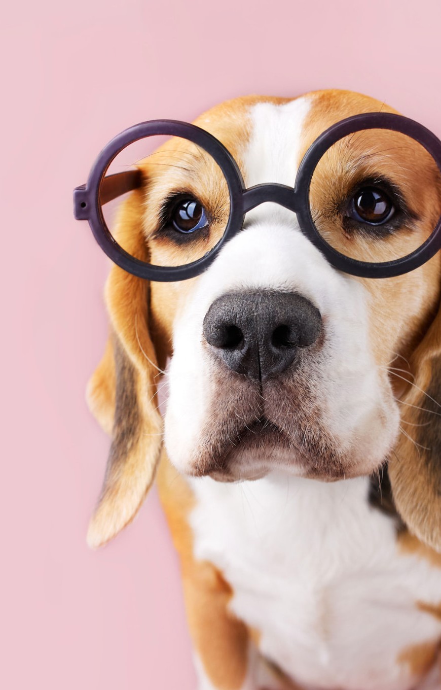 Beagle med runde briller og et nysgerrigt blik