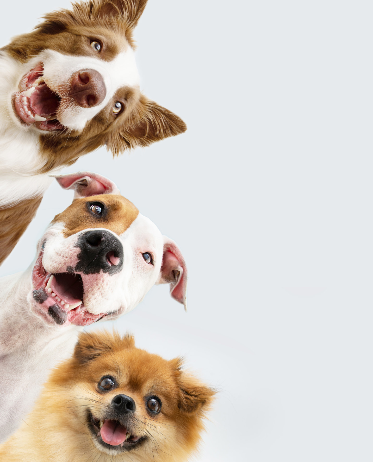 Tre glade hunde kigger forventningsfuldt op